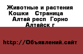 Животные и растения Кошки - Страница 7 . Алтай респ.,Горно-Алтайск г.